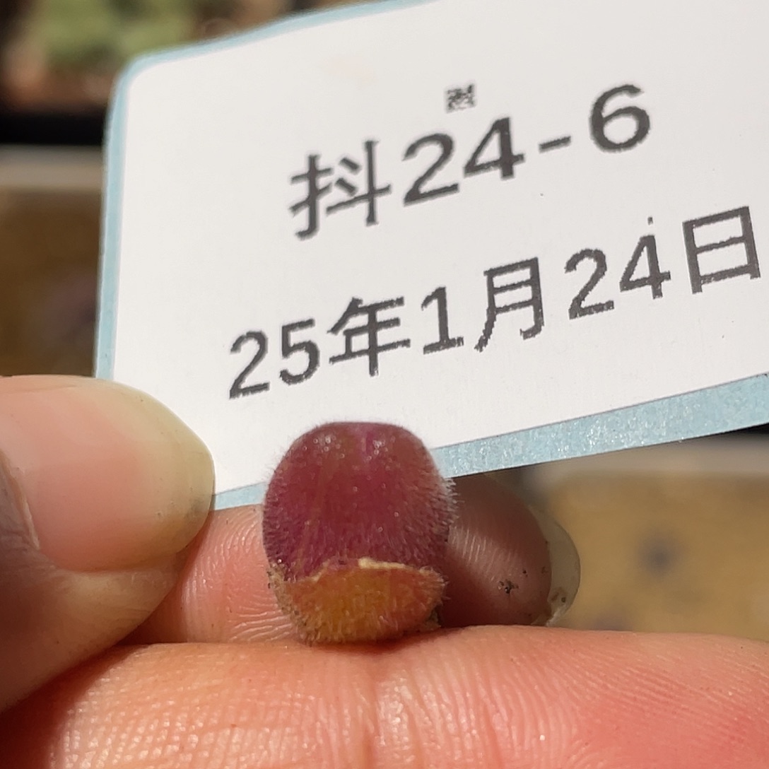 24-6毛翠滴多肉植物