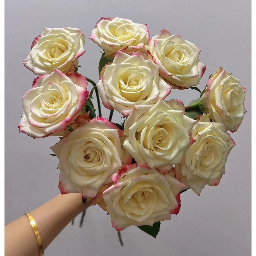 32方德艾莉森10支+小天使康10支+白黑种草一小把+粉拉丝非洲菊5支