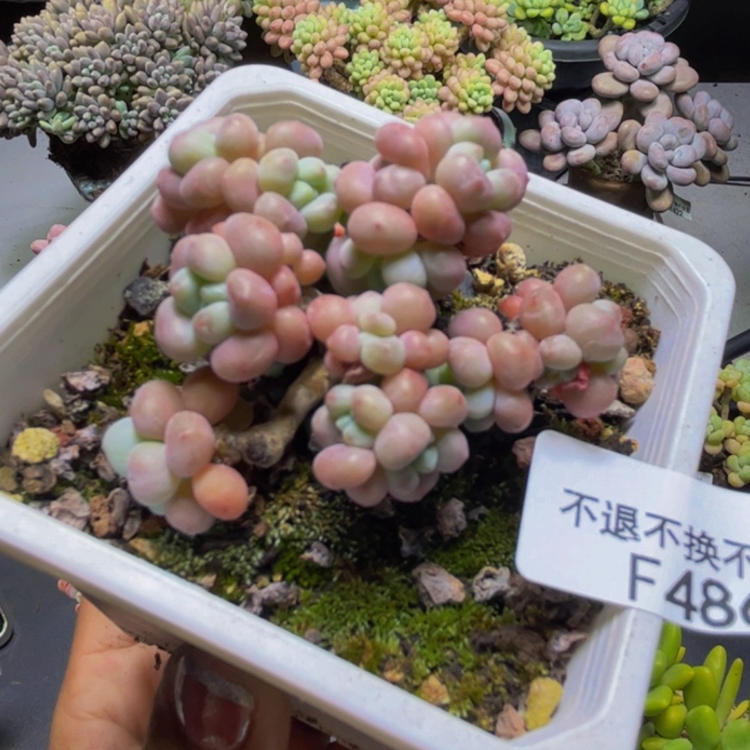 鱼子酱486/6cm多肉