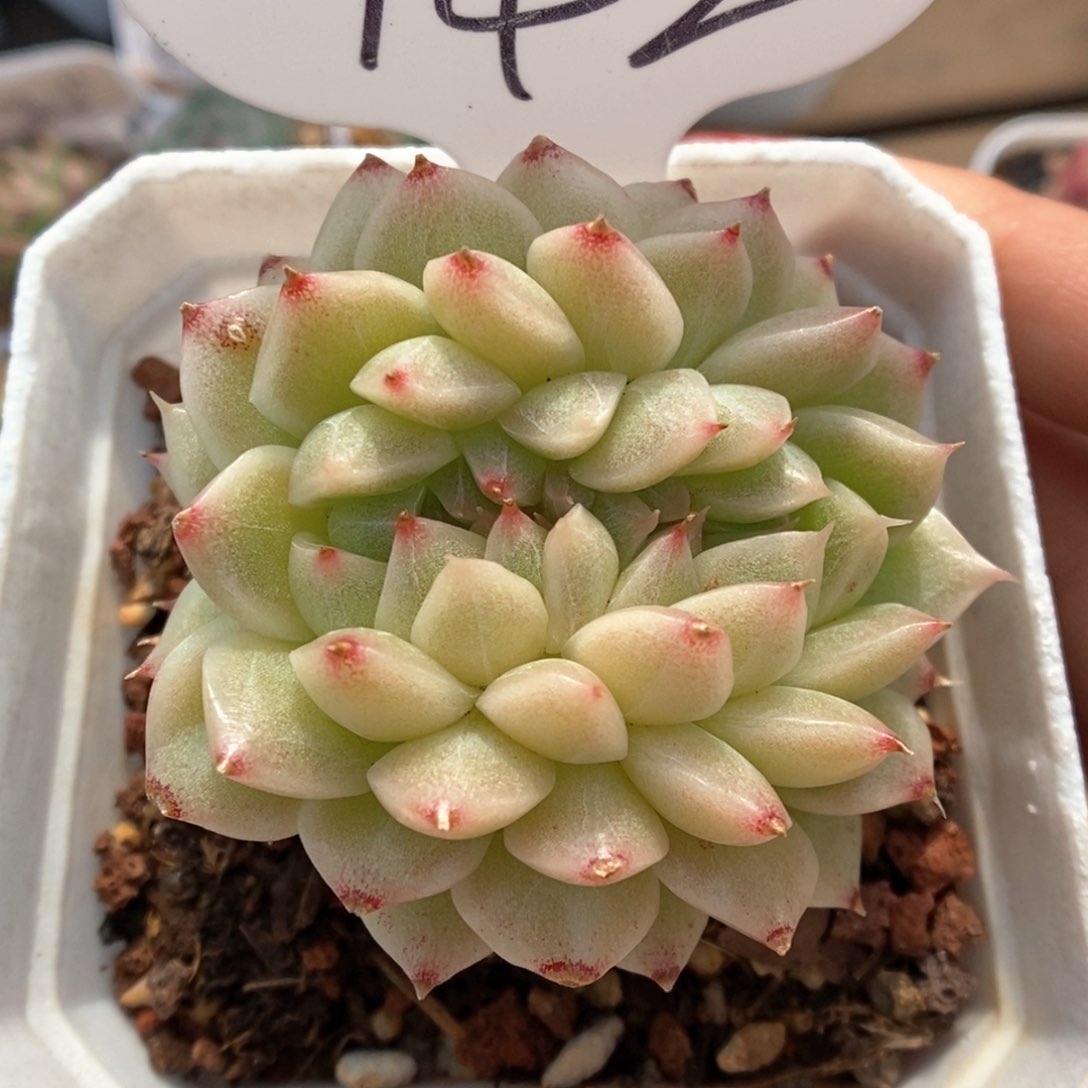 麦秆缀化可拍942号。 