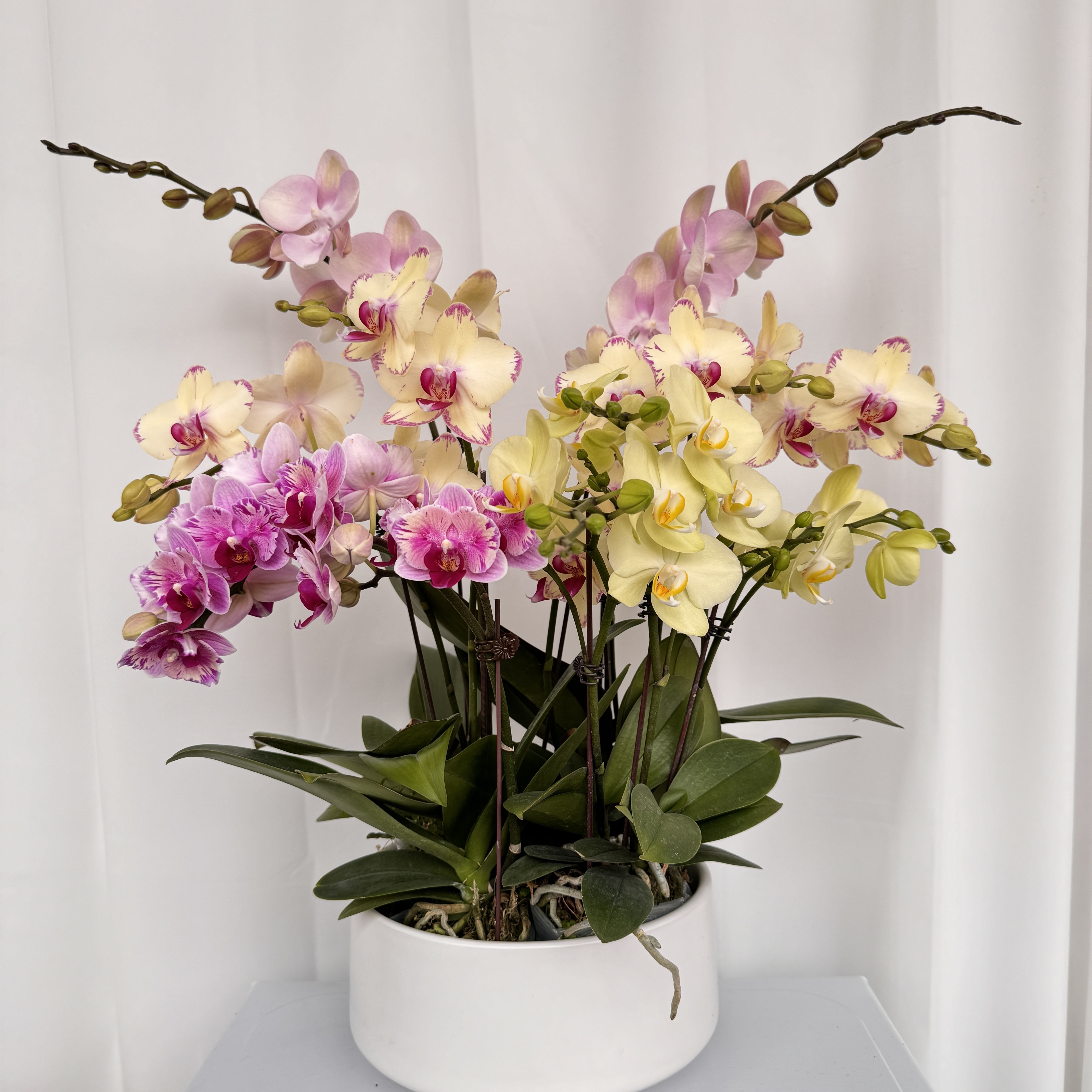 【金玉满堂】蝴蝶兰基地组盆易养活