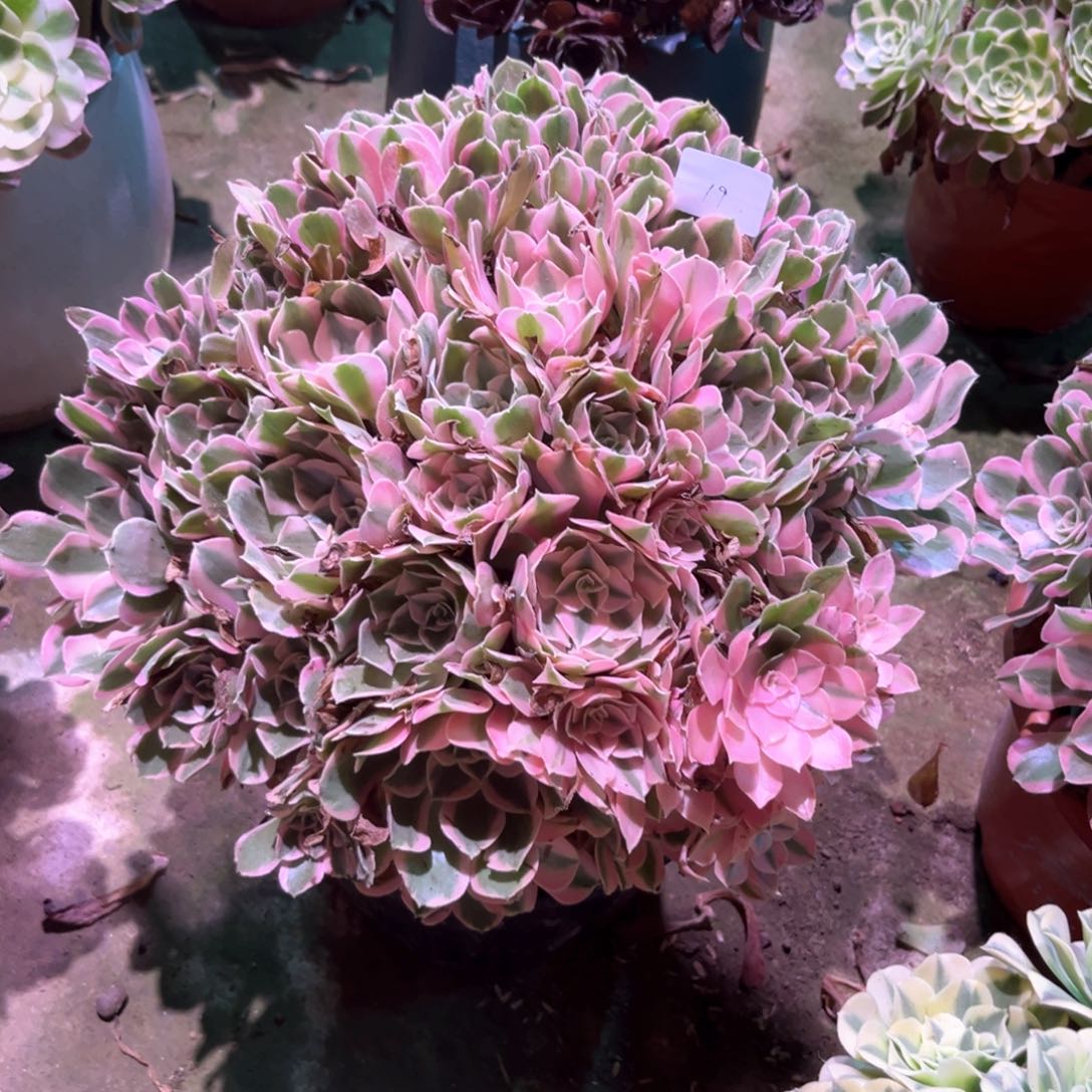 多肉植物男神00019