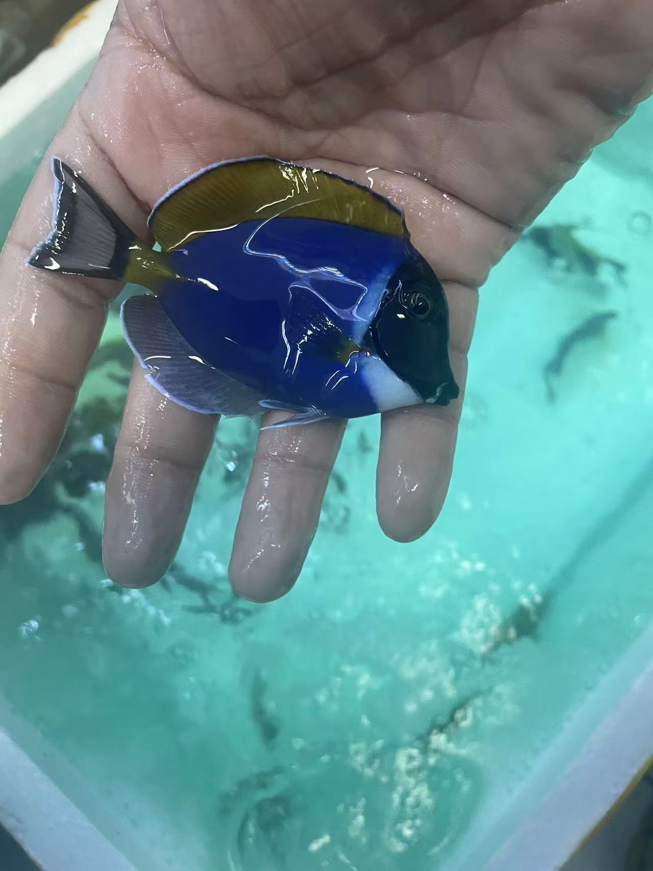 海水观赏鱼中号粉蓝15包装运费到付