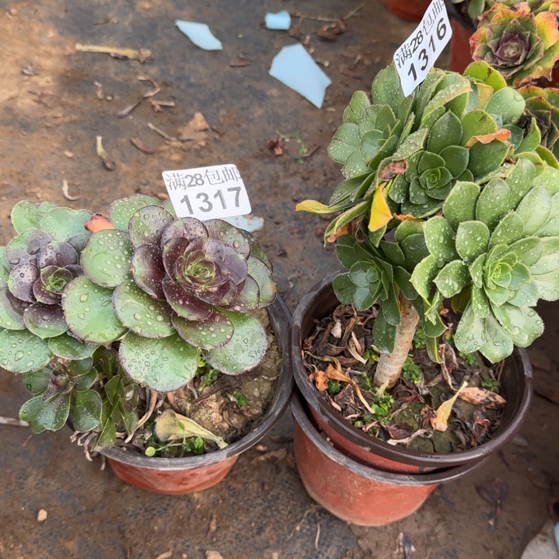 多肉1316+1317满28包邮断枝不包