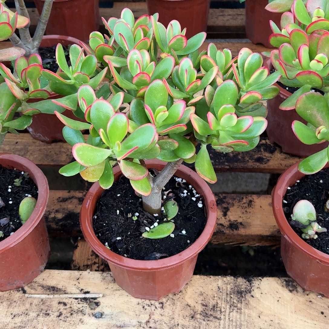 东***叶0139黄金花月带土球发货