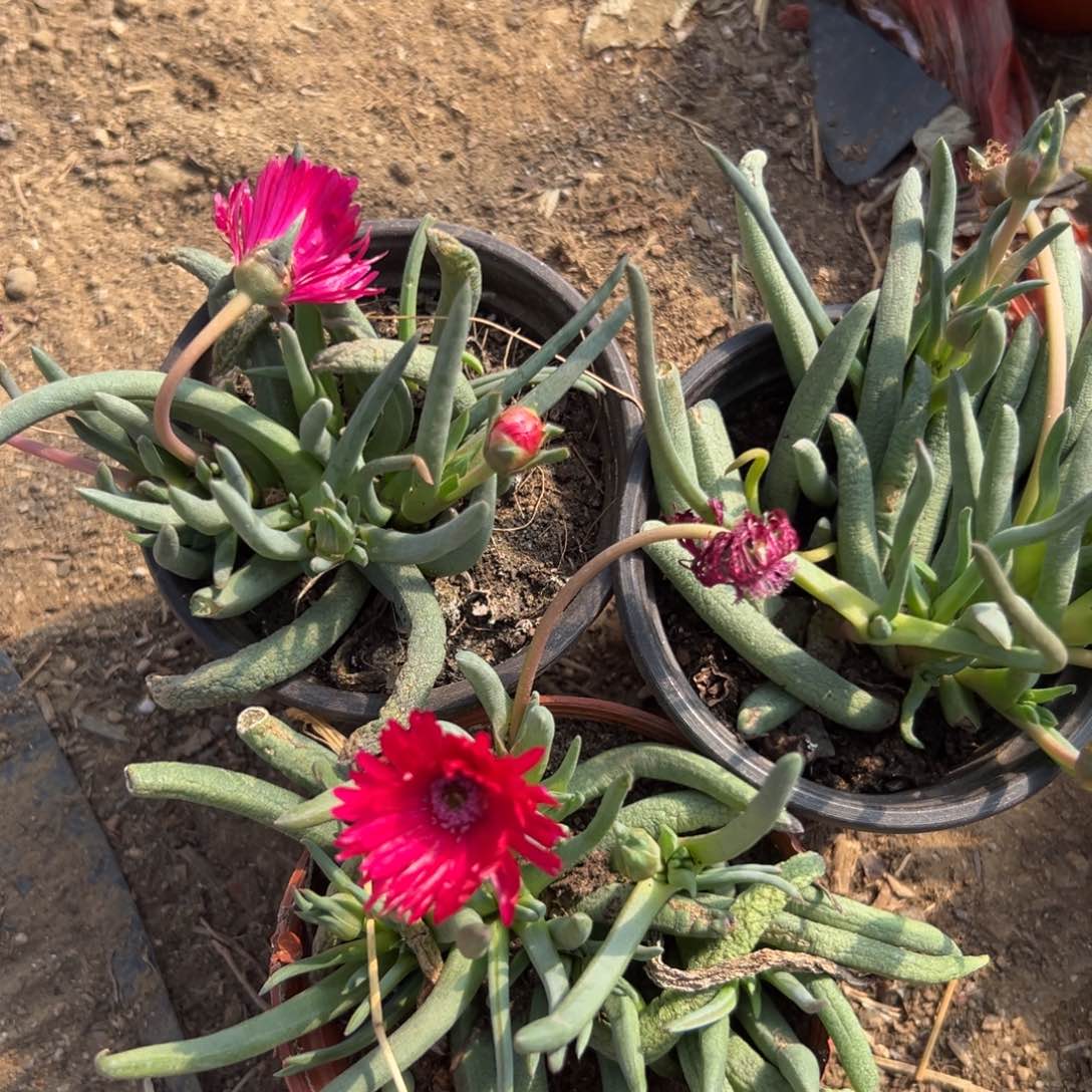 多肉植物多肉植物