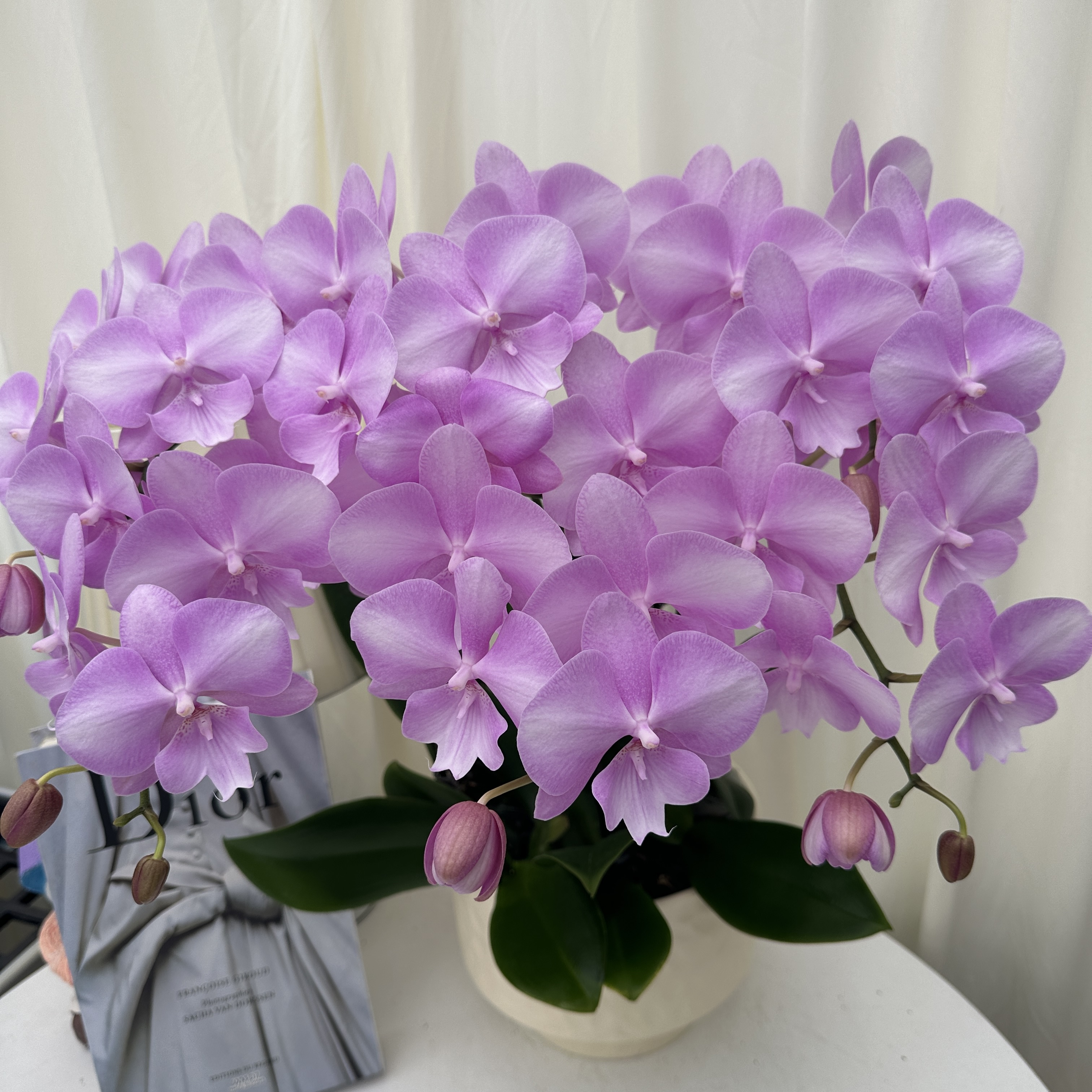 蝴蝶兰【骑士】自然马卡龙粉色系带花精致组盆鲜花绿植送礼带花花苞