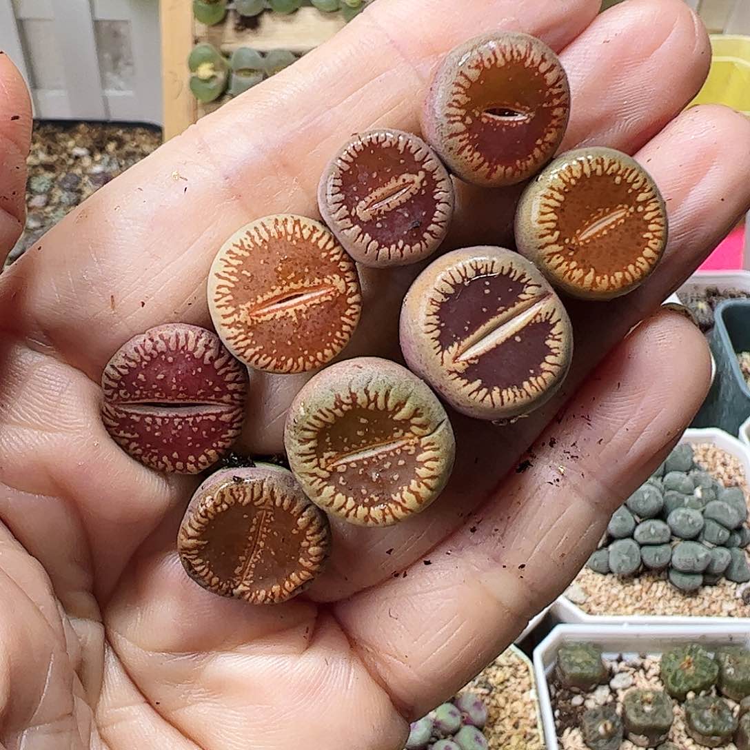 流水一手包邮…………………………