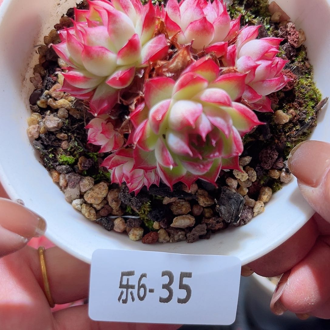 乐6-35 女王群不包整