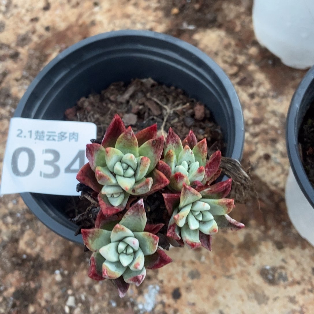 034多肉植物啦啦啦