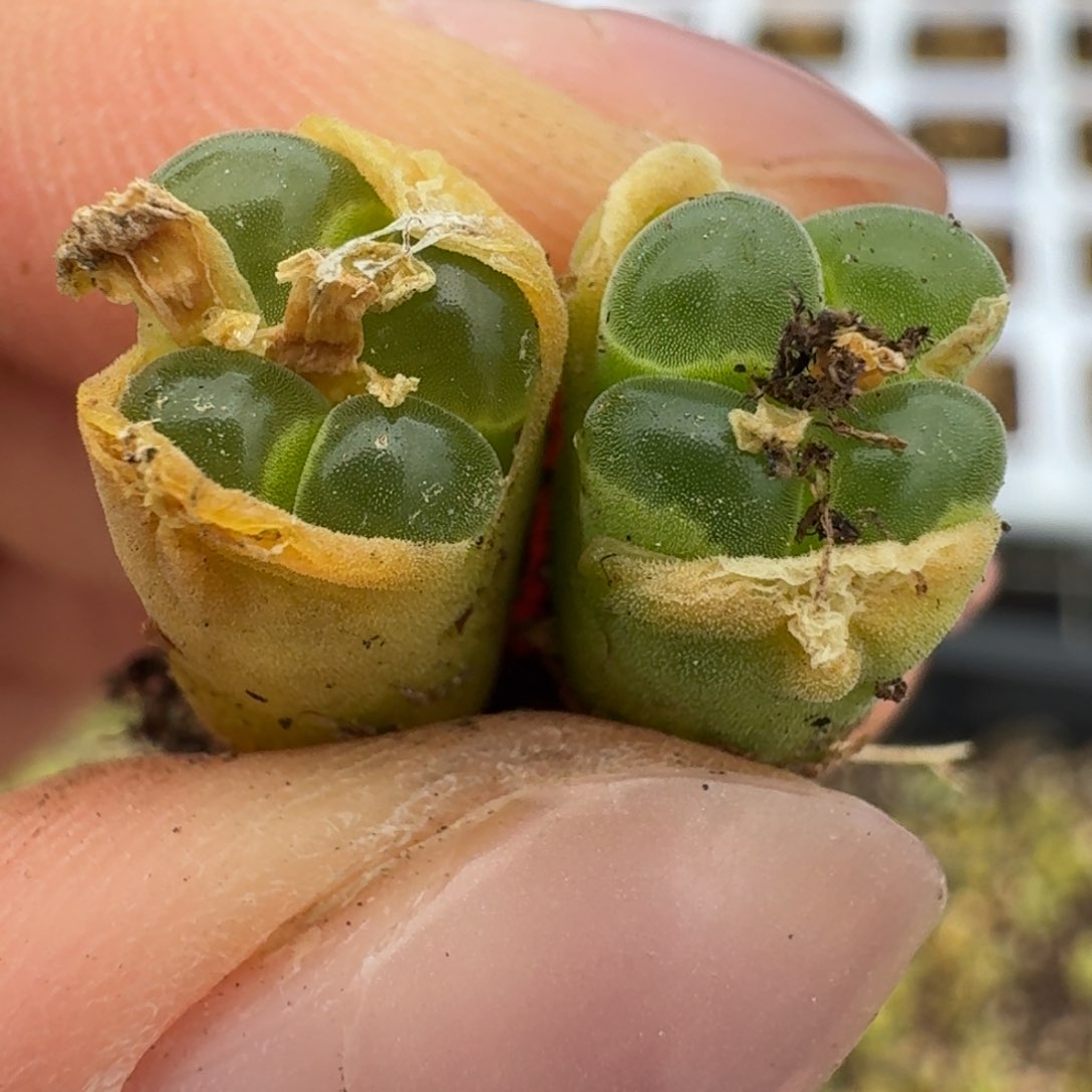 1306两颗佛肚哦双头588858