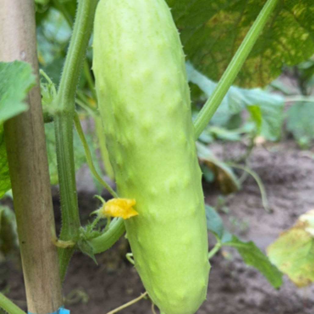 自家种植水果白黄瓜3斤（49.9元）包邮到家黄瓜同城送黄瓜同城配白黄瓜