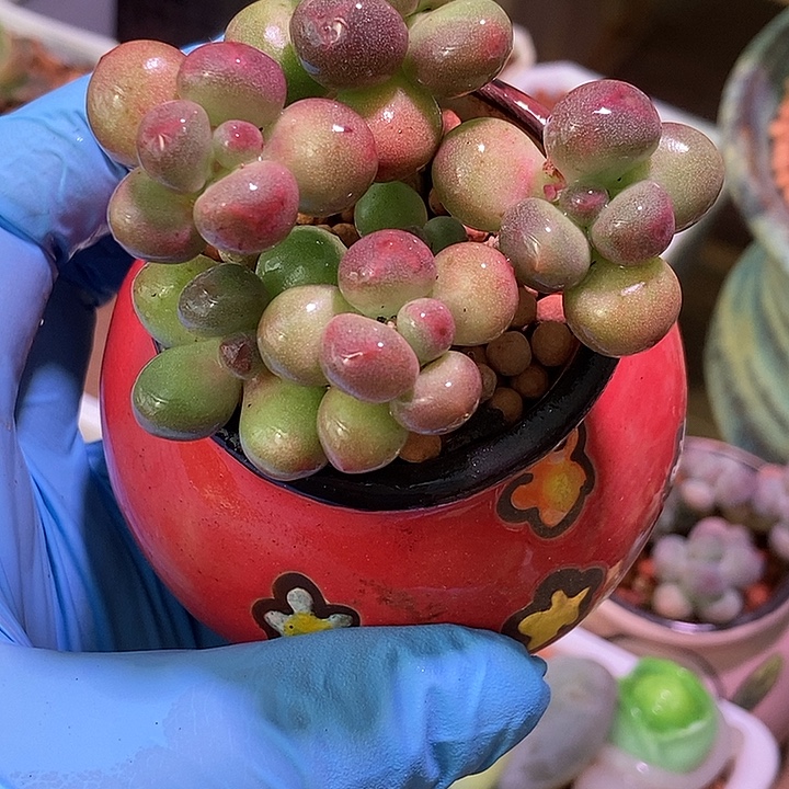 苹果奶酪多肉植物