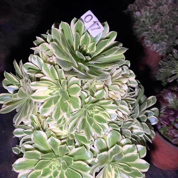 芳华多肉特价17多肉不包断