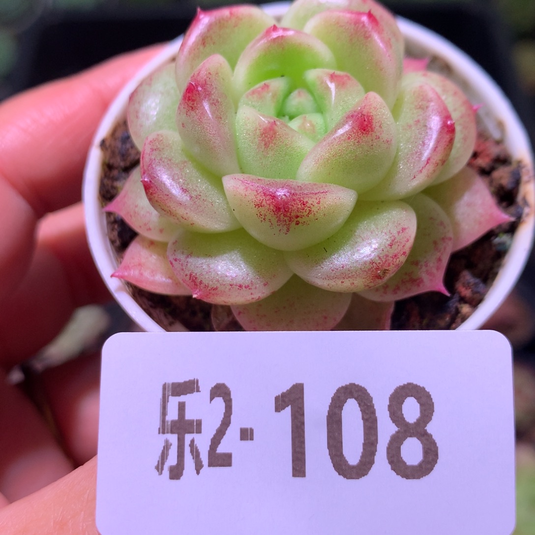 乐然 2-108 新品单头