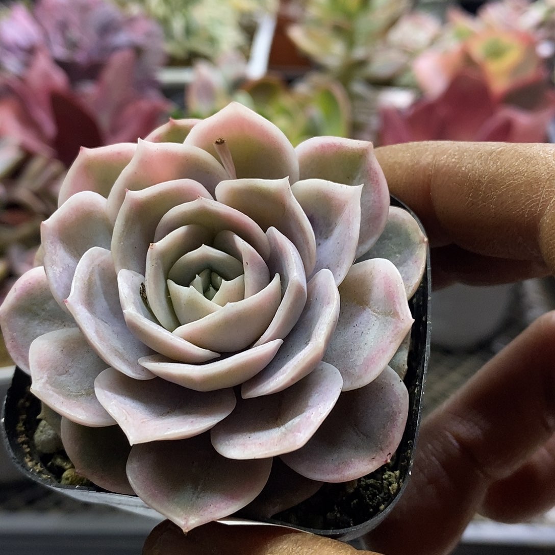 1086蓝色惊喜锦多肉