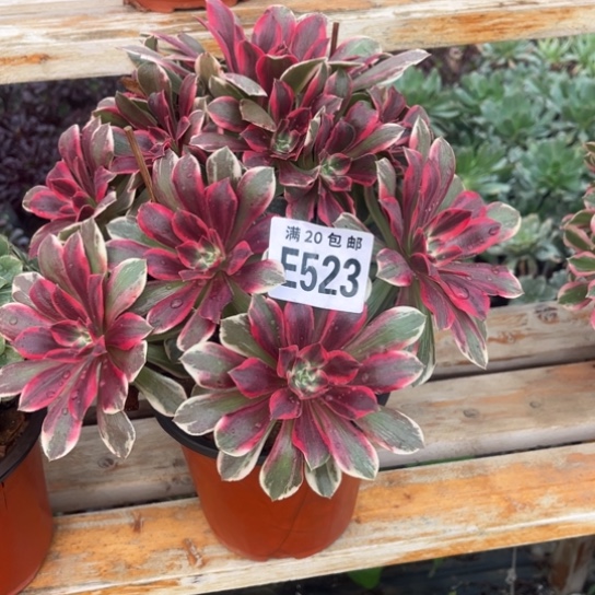 523浣纱法师不包断枝