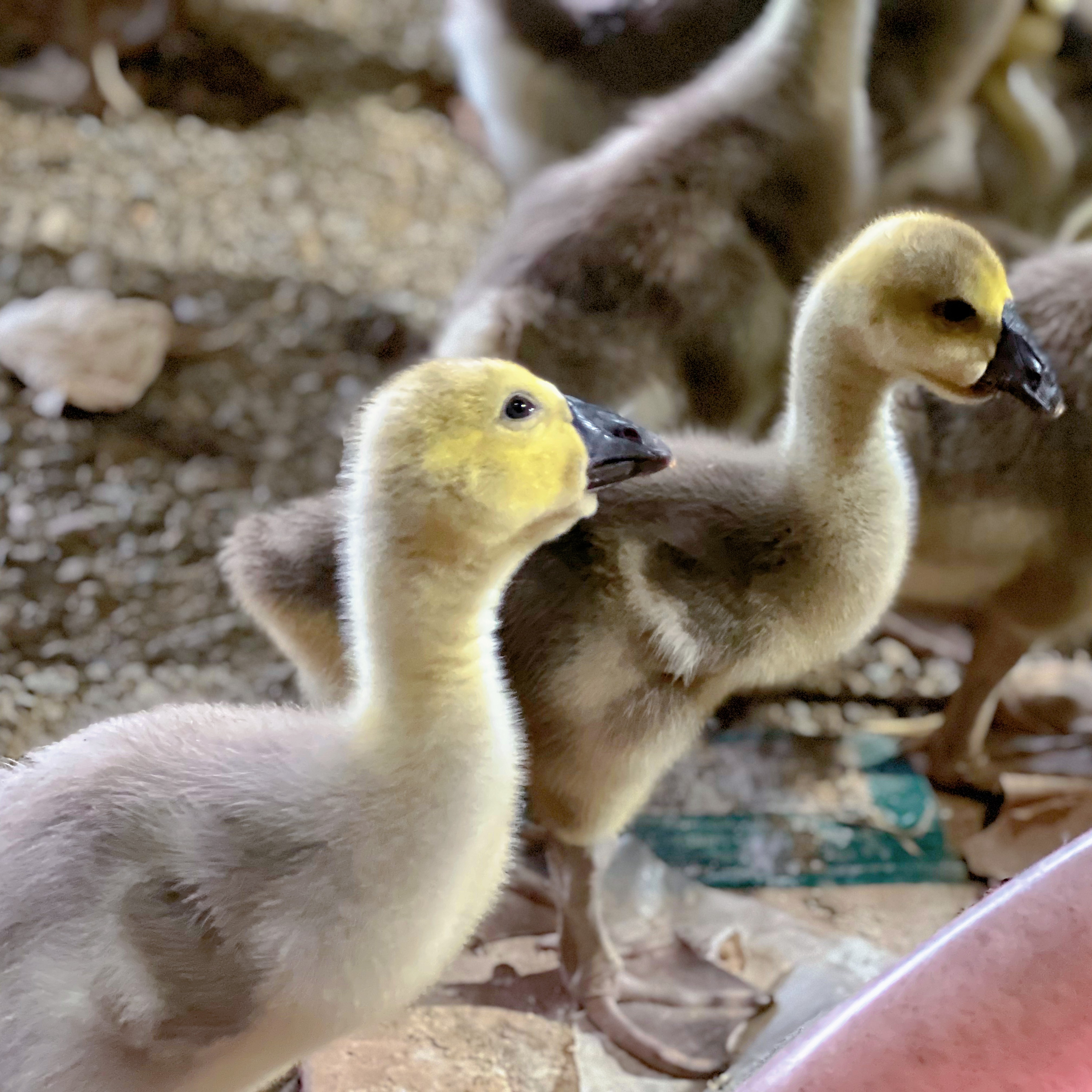 澄海林氏    澄海原产地宠物包活到家     脱温