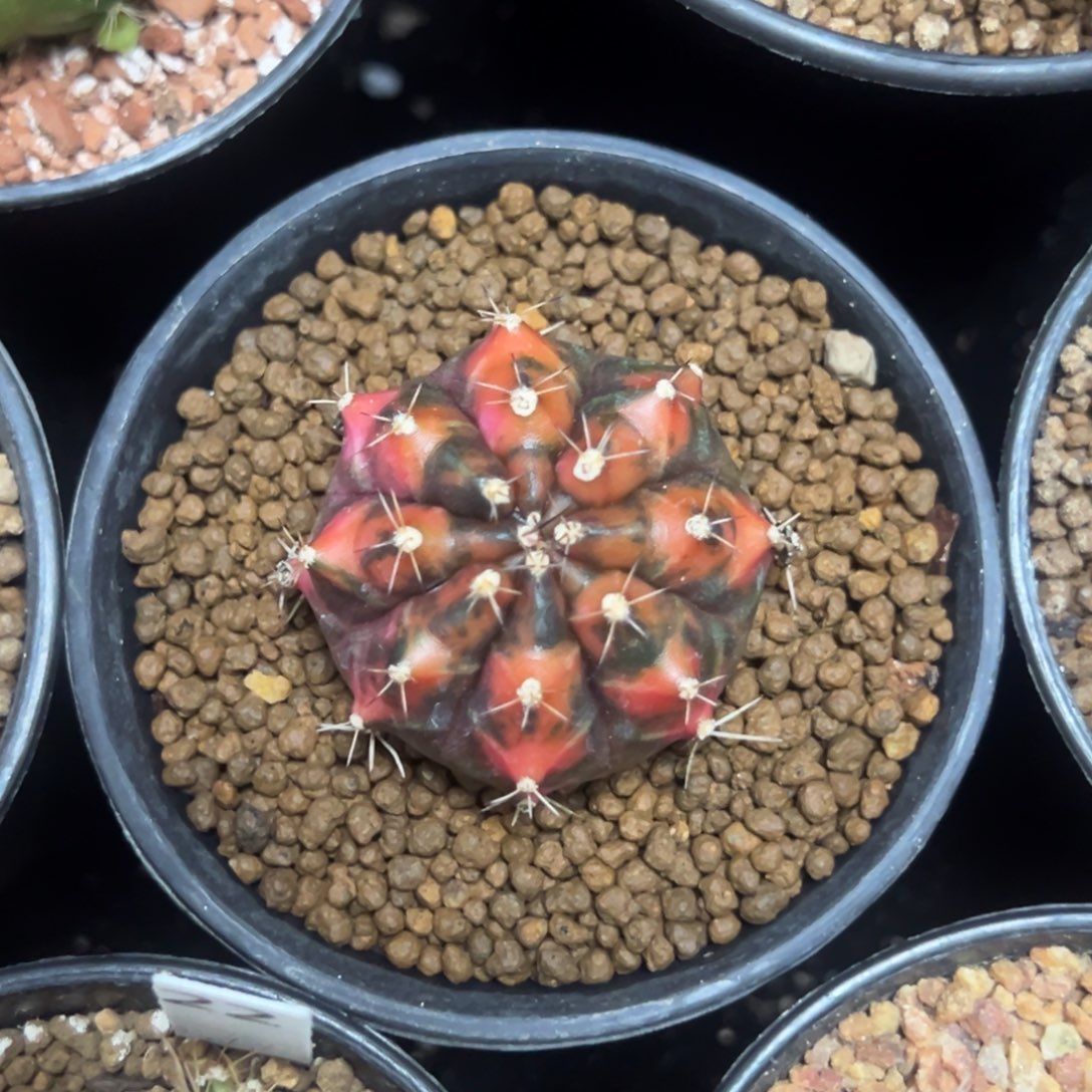 实生乌贼带盆土发货12