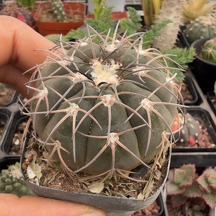 实生天平单头5仙人球