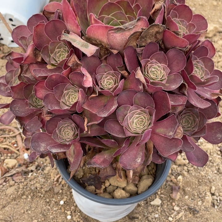 无花朵918多肉植物魅金玫瑰