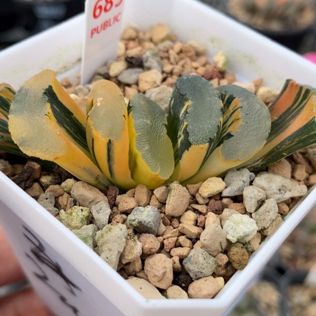 689大海原玉扇锦一物一拍