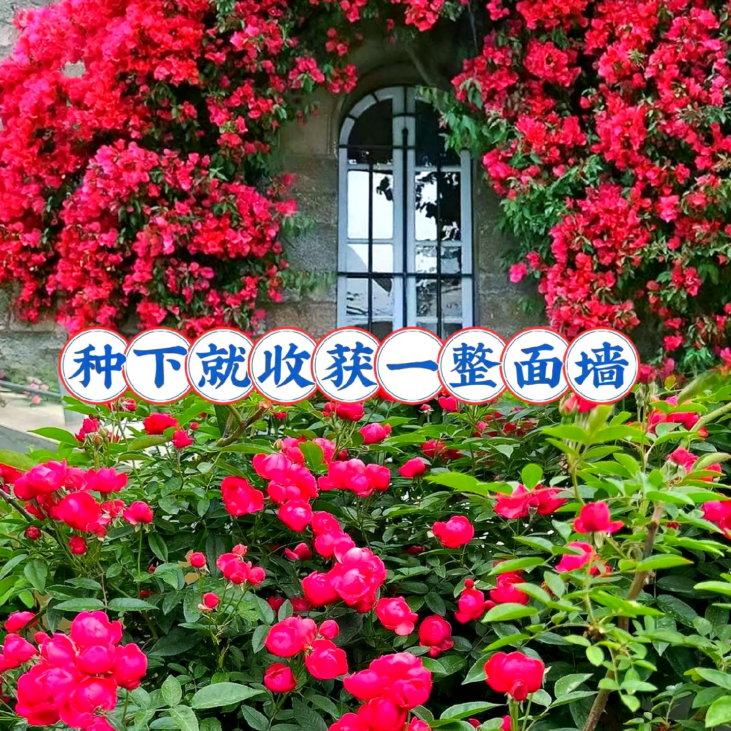 （宏哥专属）四季红木香花苗爬藤植物四季开花耐寒好养庭院