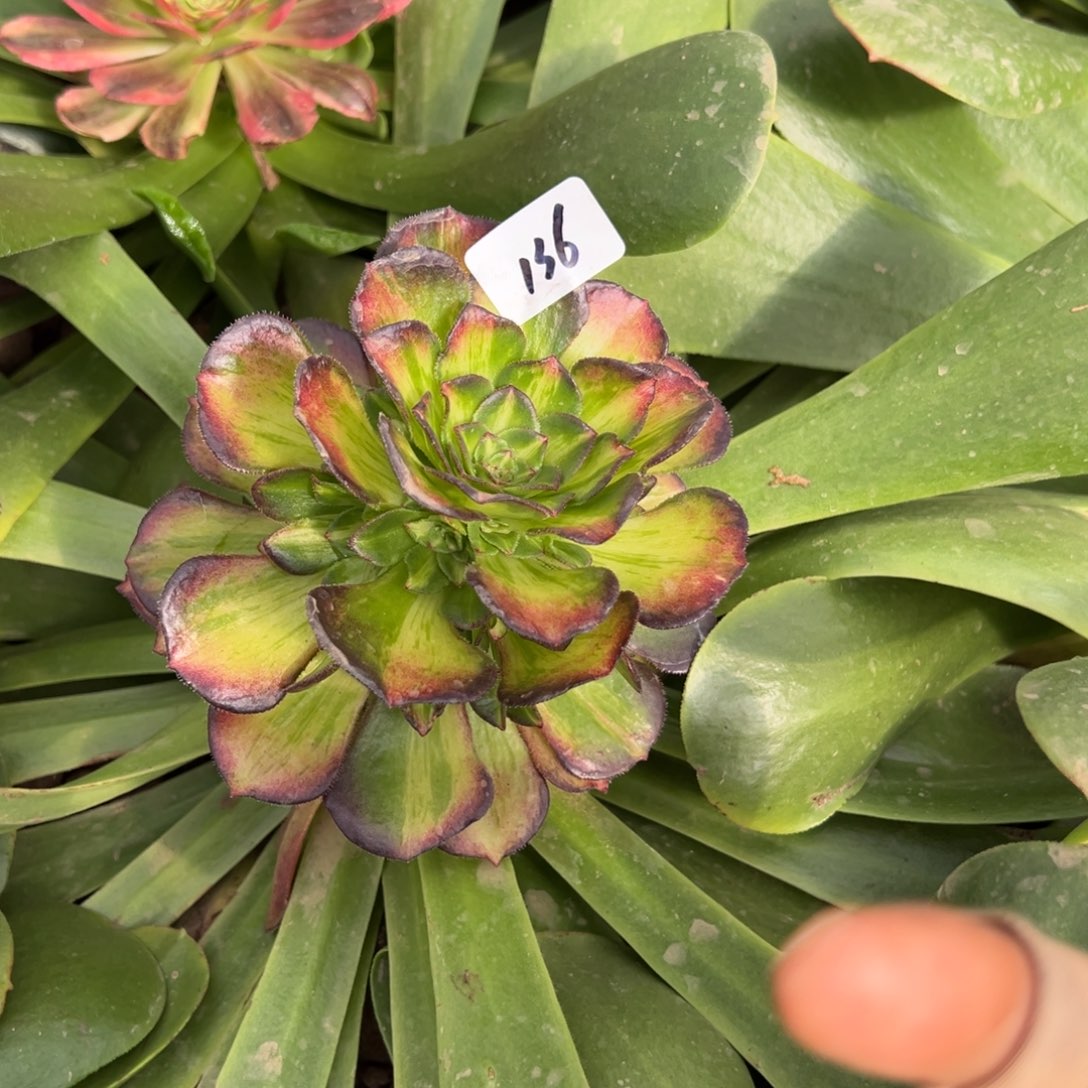 天***织136龙鳞嫁接秋天多肉椅子