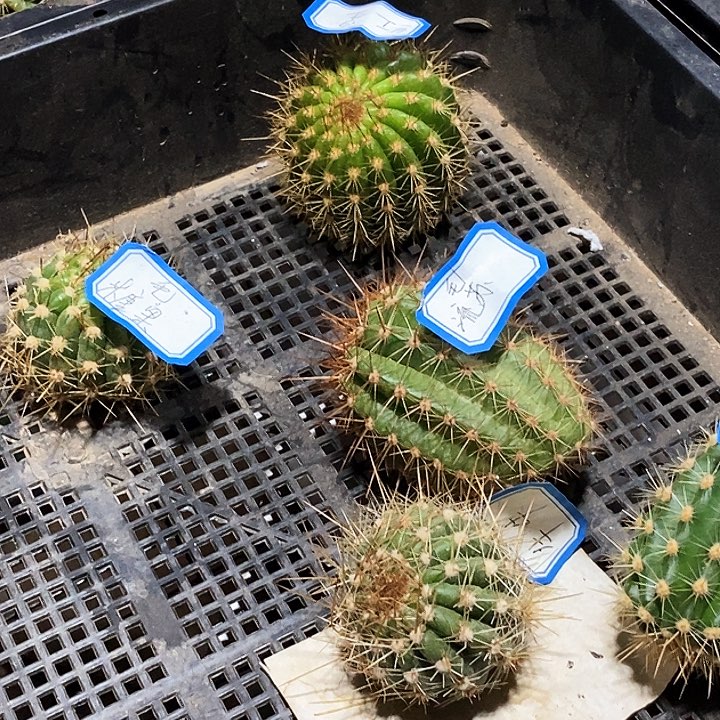 毛 5个色系 /侧芽歪20包邮/