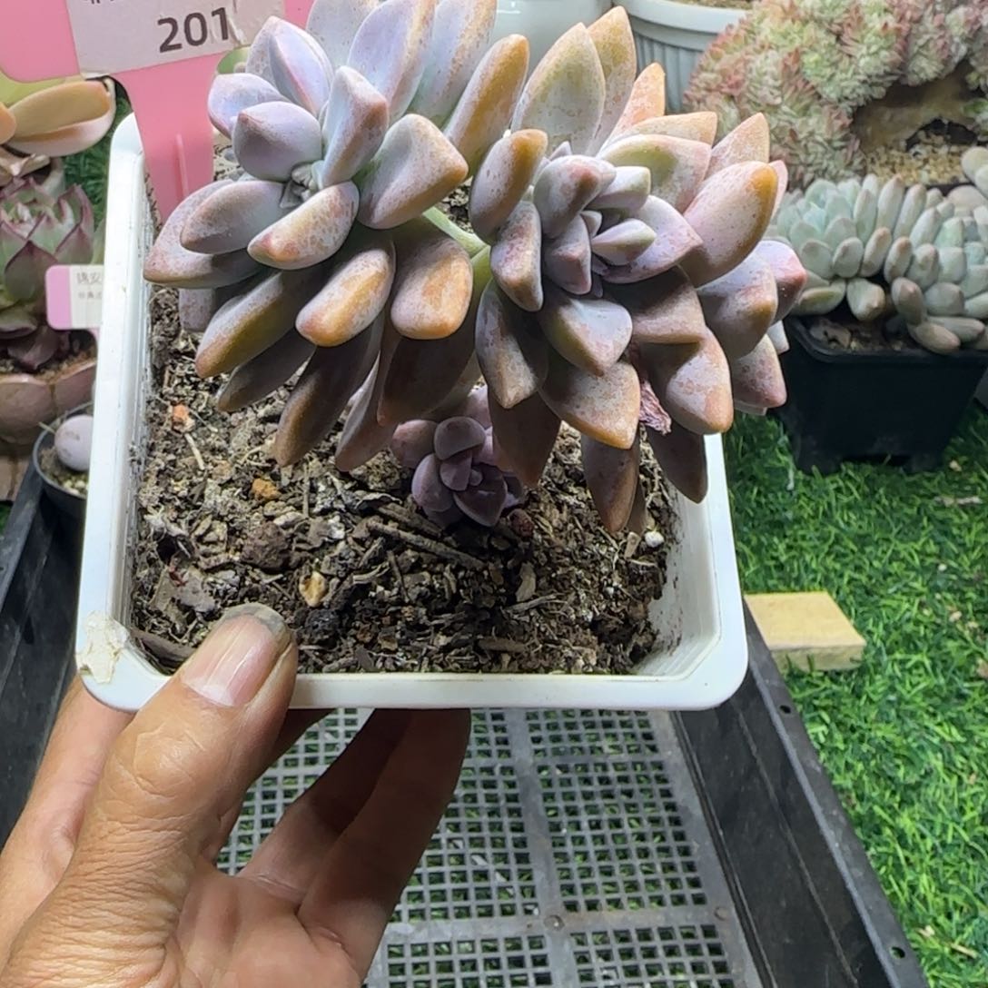 锦安精品多肉植物201