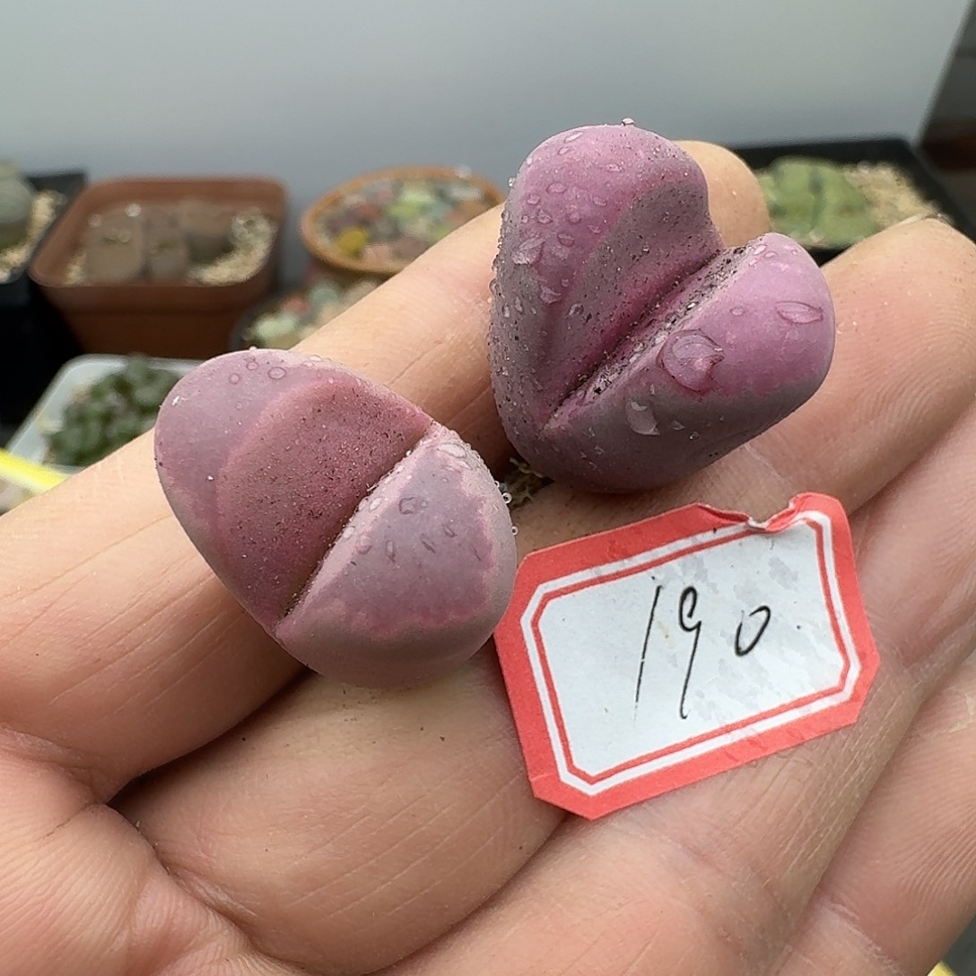 190多肉哈哈哈哈哈哈哈