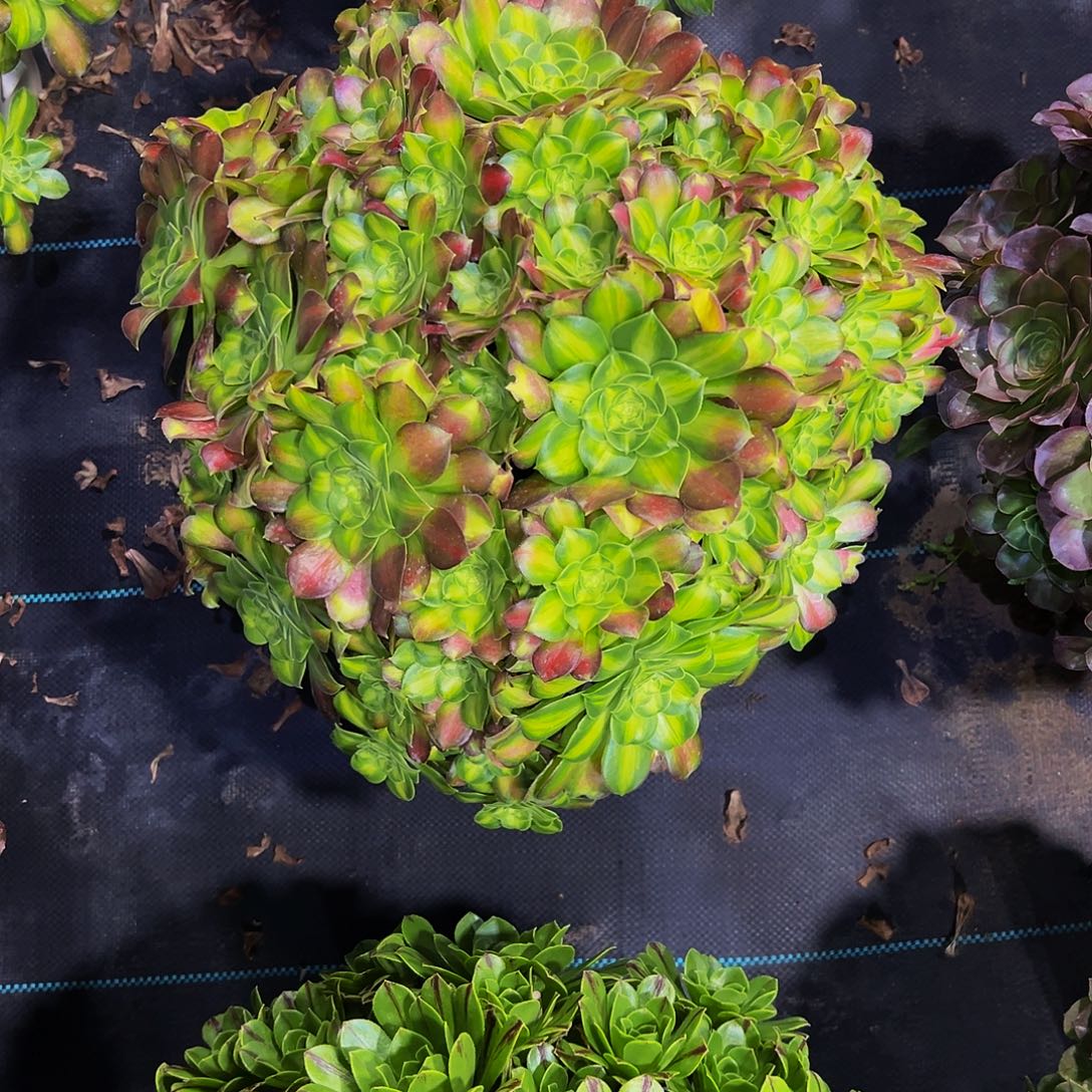 老庄绍华法师68.8