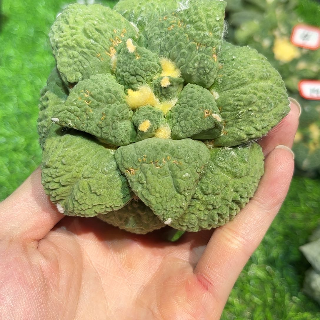 22号自根哥斯拉怒涛