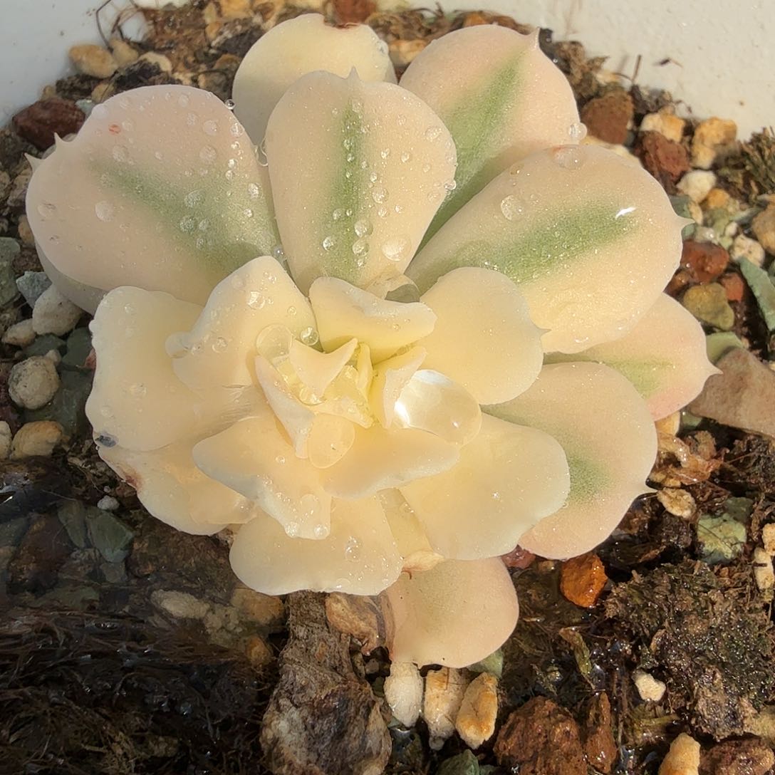 特玉莲锦，多肉植物