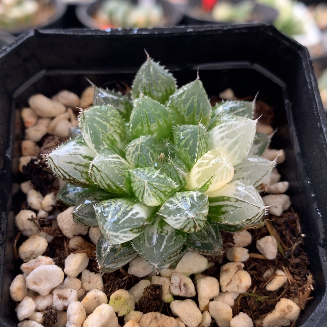 小叶楼兰玉露锦，带盆