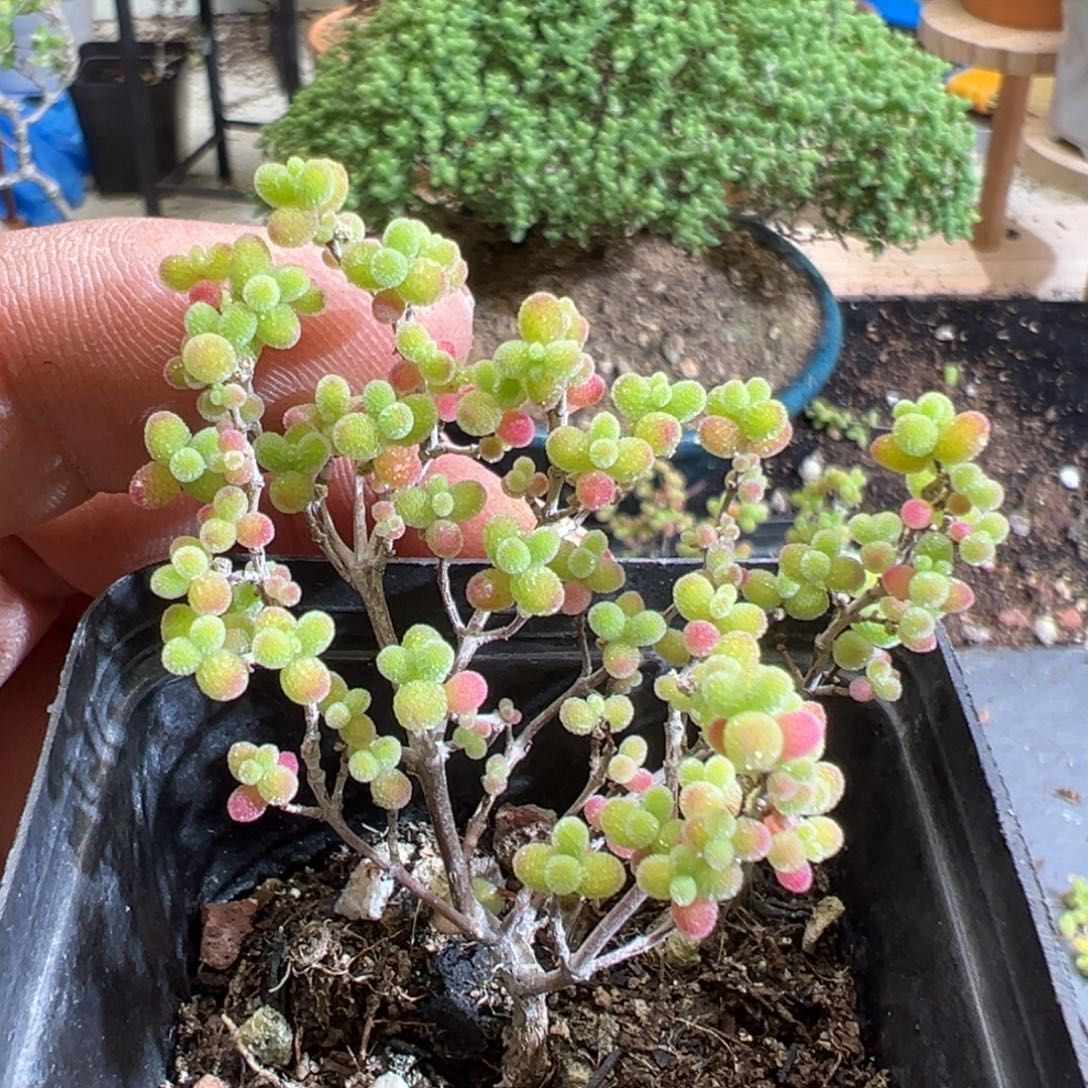 蜜橘糖球55杯老桩福利