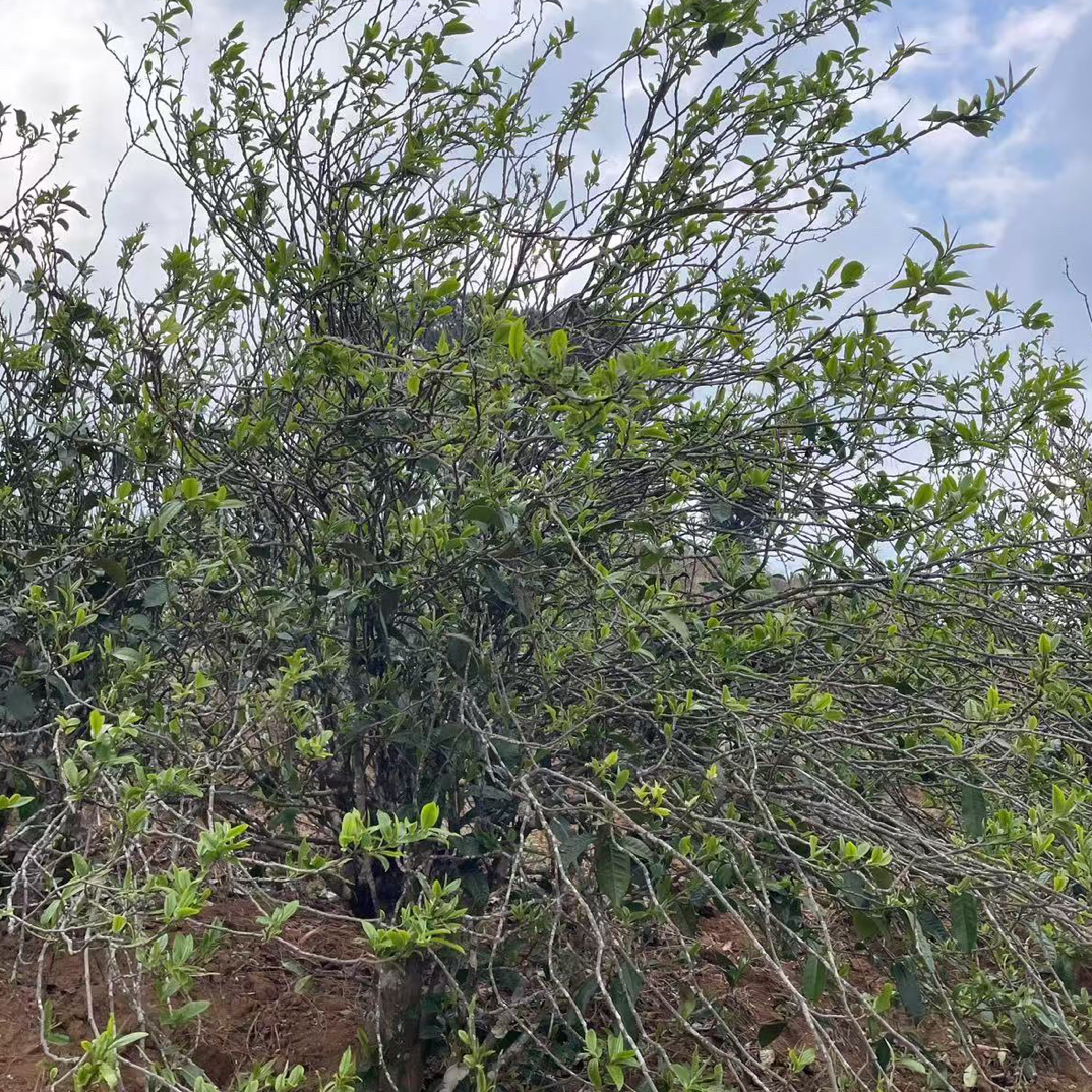 2023正气塘古树普洱生茶散料