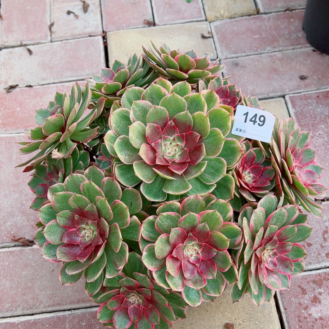 149莲花座法师多肉植物