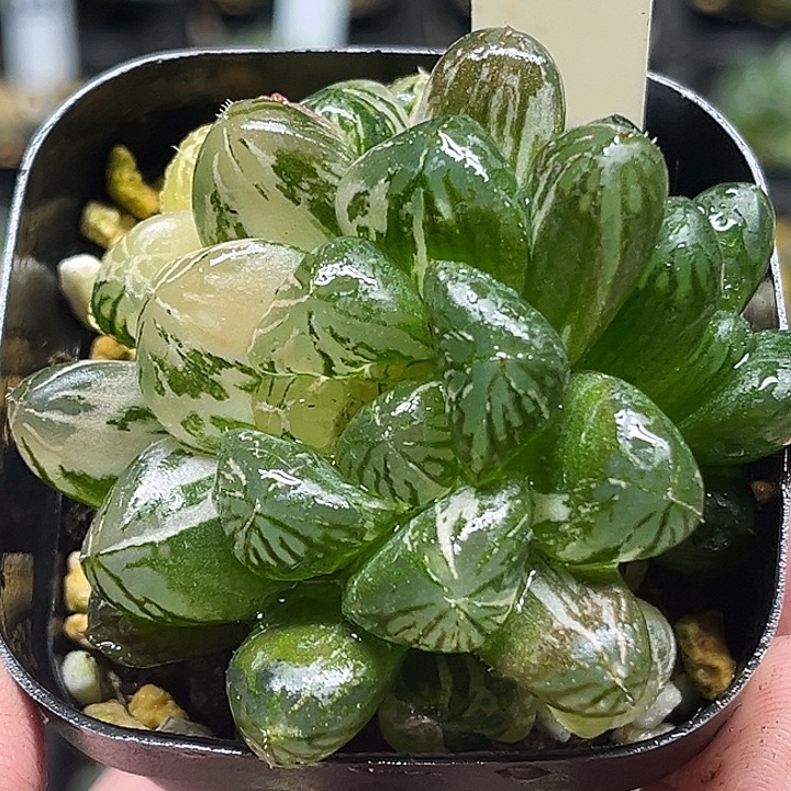 249多头大窗塑料皮玉露锦