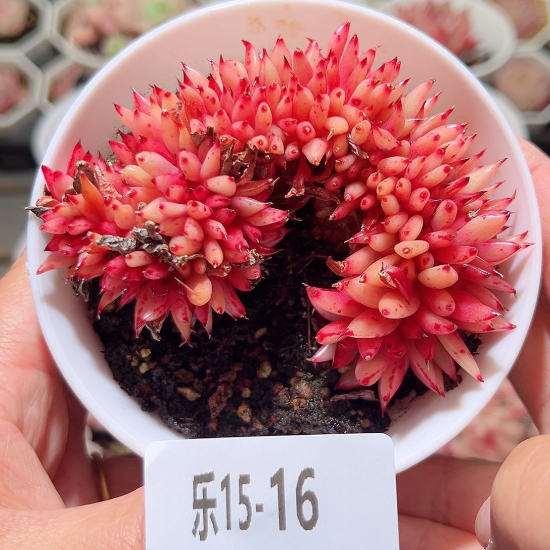 乐15-16 乌木缀化 