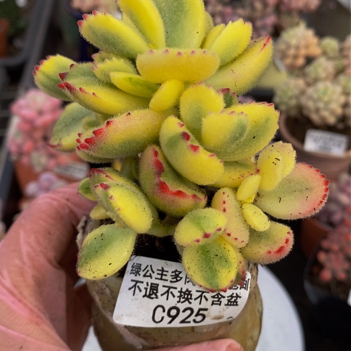 彩熊6cm925多肉植物