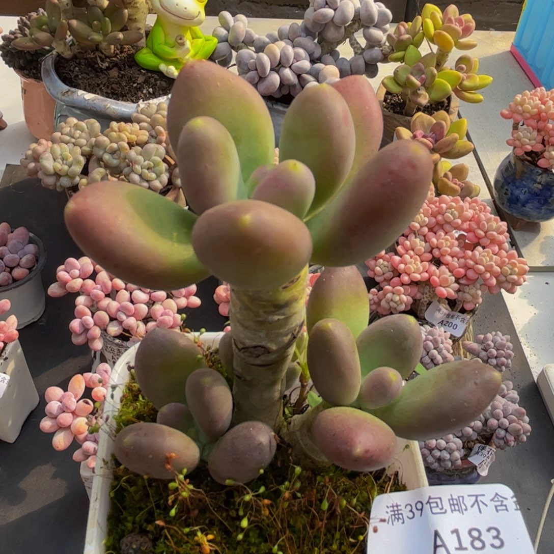 183/6cm芒果奶多肉植物