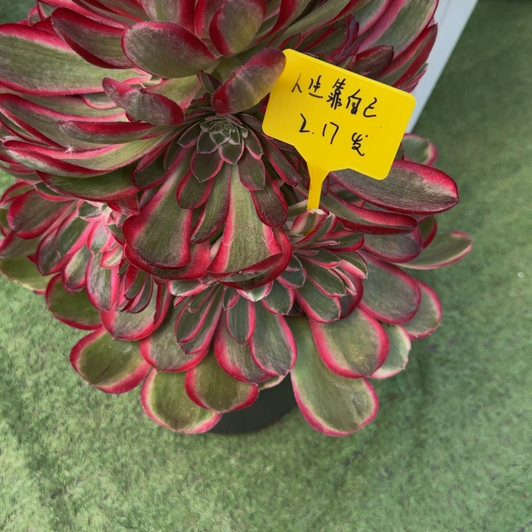 孔雀翎8888888888888