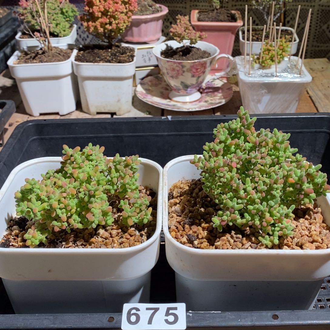 枝干番杏多肉植物675