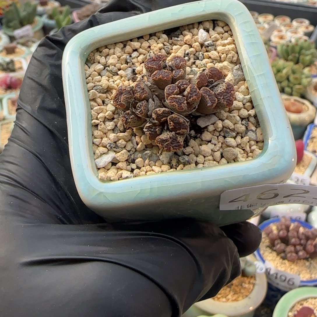 4625-一物一拍 带盆