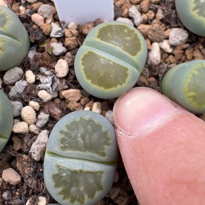 空***心多肉...........003......