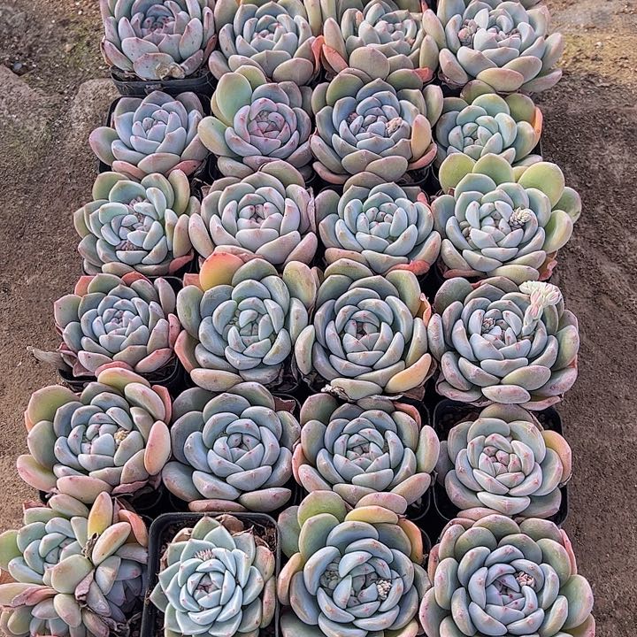 直播福利一物一拍413