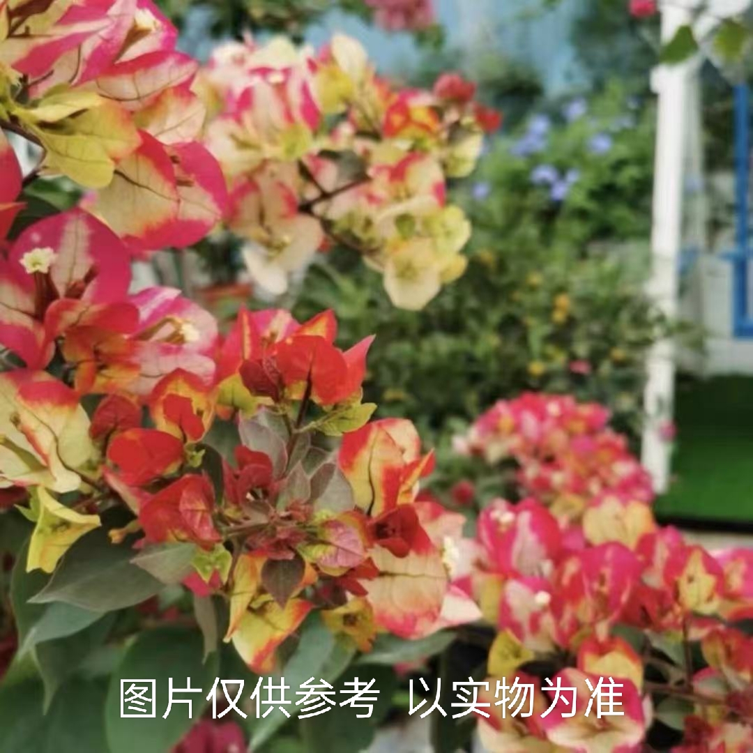 【印度画报】三角梅盆栽带花四季开花卉多色爬藤植物阳台庭院