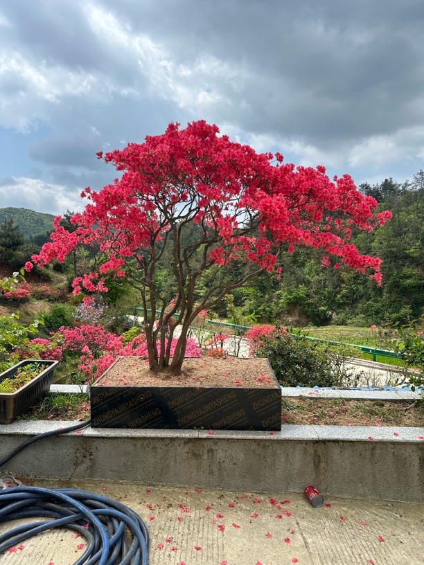 大别山映山红，先花后叶品种；杜鹃科杜鹃属；木本花卉盆景盆栽