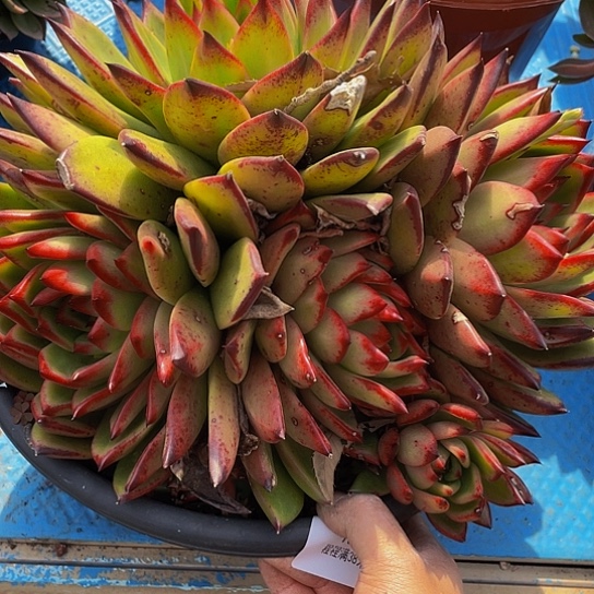 哈****哈弗兰克15012多肉